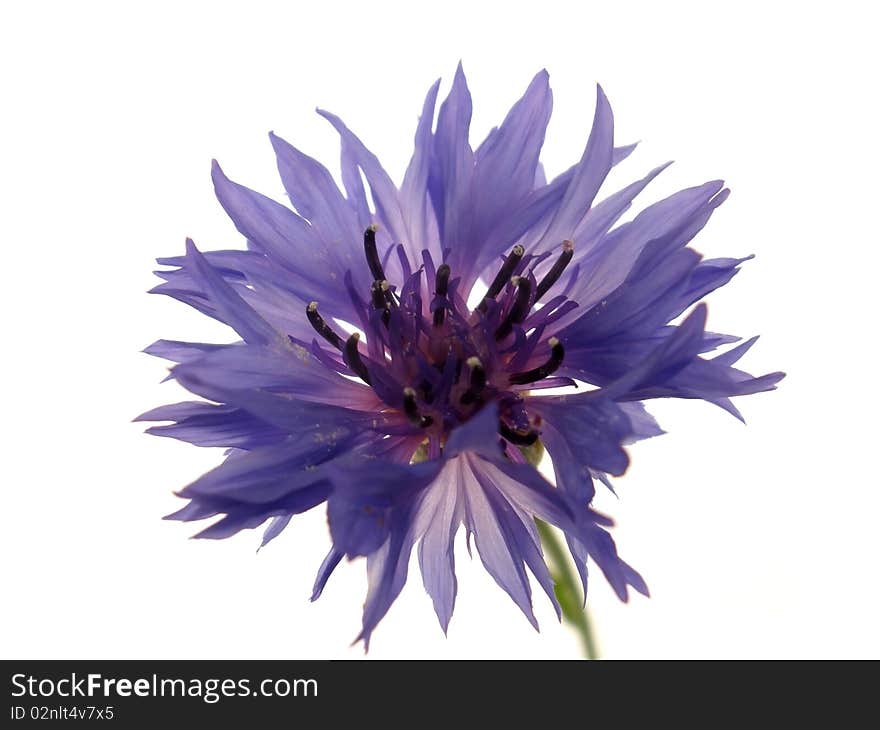 Blue flowers on the isolate white background