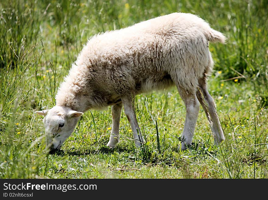 This is a sheep in a meadow eating. This is a sheep in a meadow eating