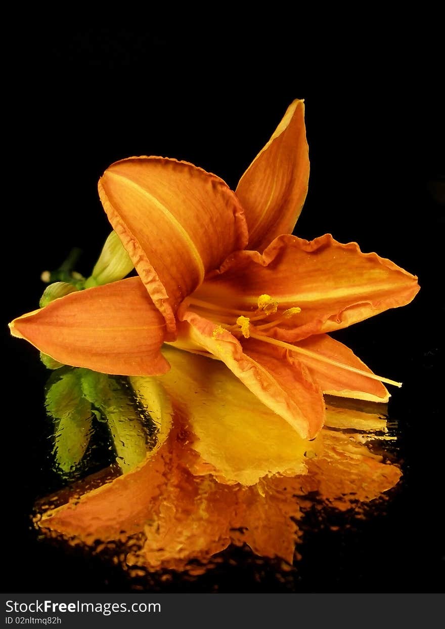 Orange flower