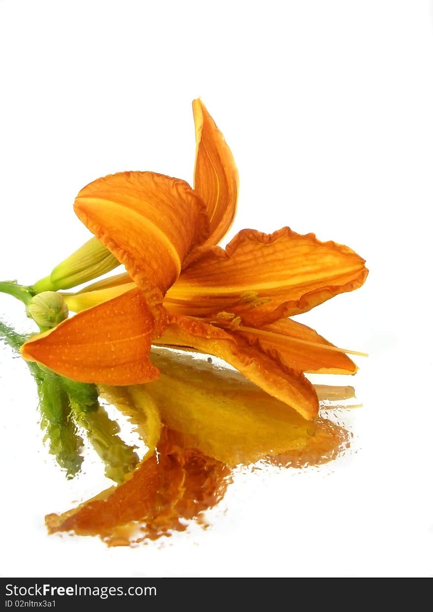 Orange flower