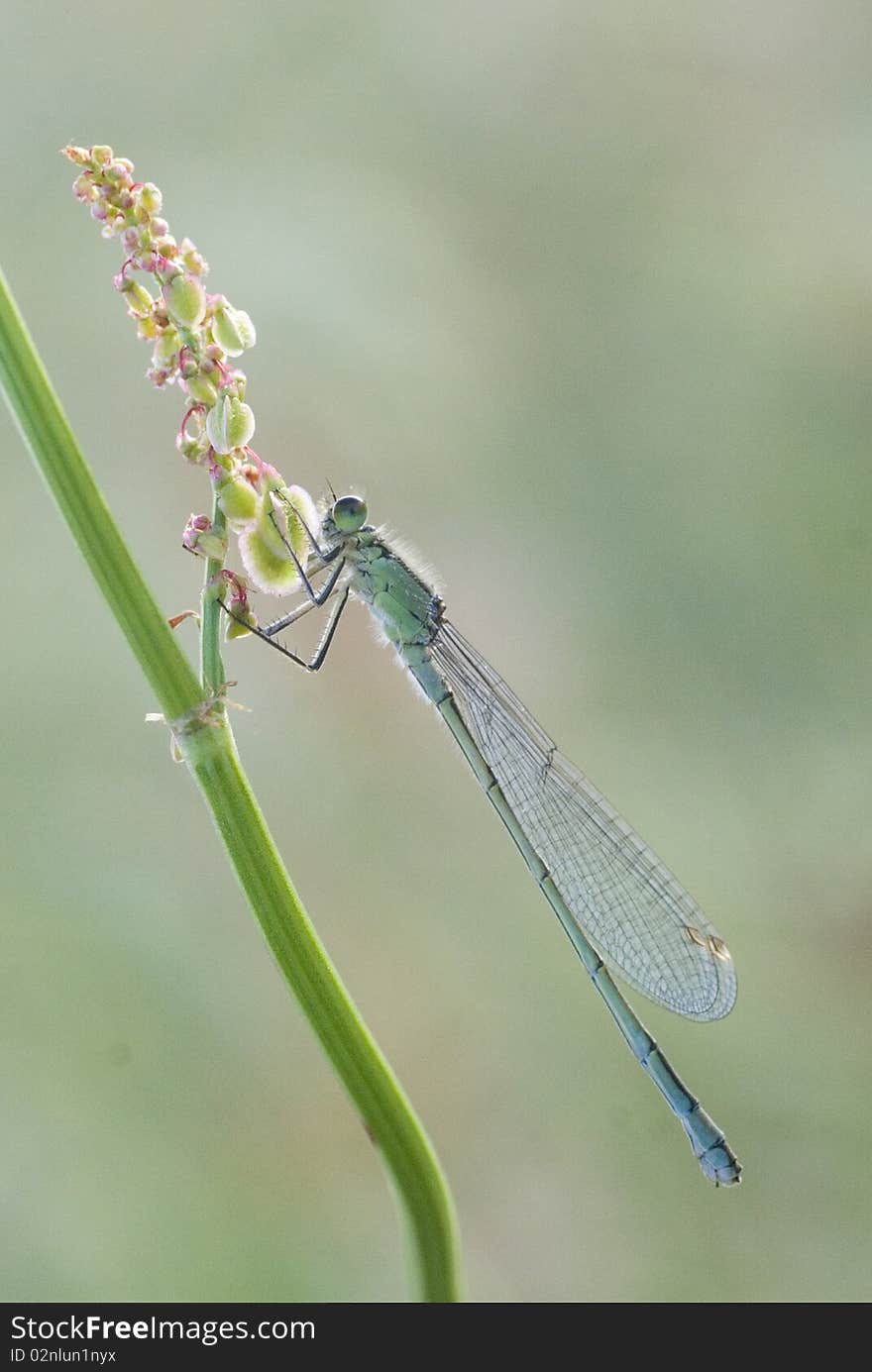 Common Blue Damselfly on a Stem of Long Grass