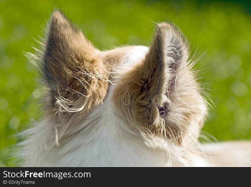 Chihuahua ears back view on blur green background outdoor shot