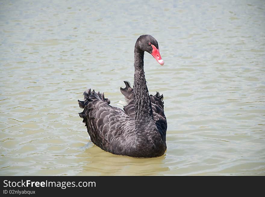 Black Swan (Cygnus Atratus)