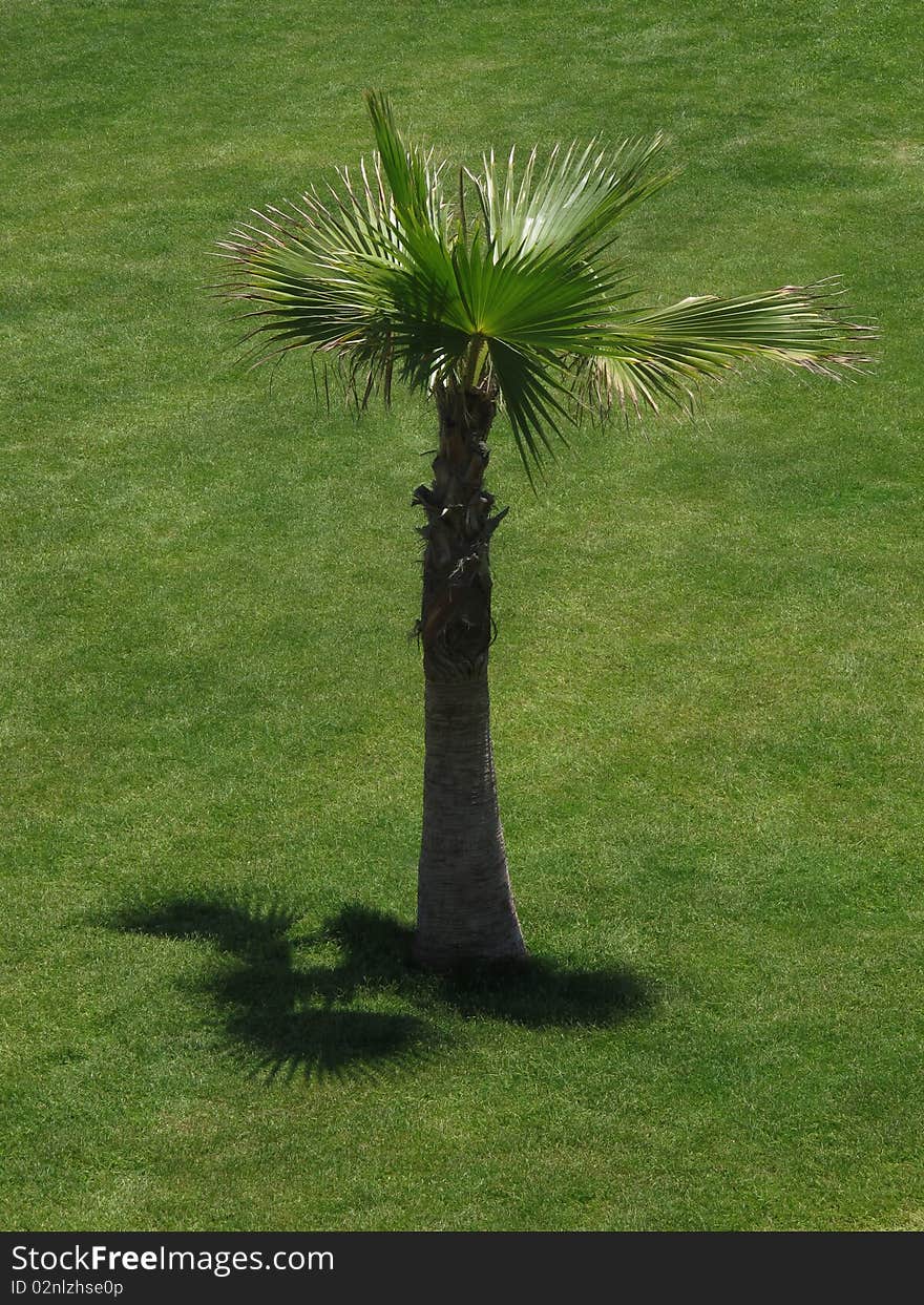 Baby palm tree at the garden of summer resort hotel. Baby palm tree at the garden of summer resort hotel