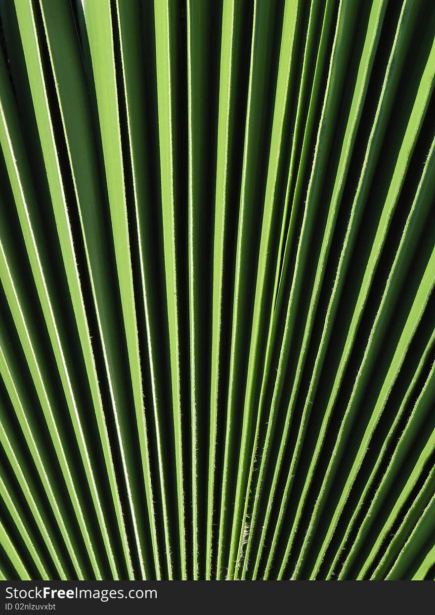 Full frame photograph of green palm leaf. Full frame photograph of green palm leaf