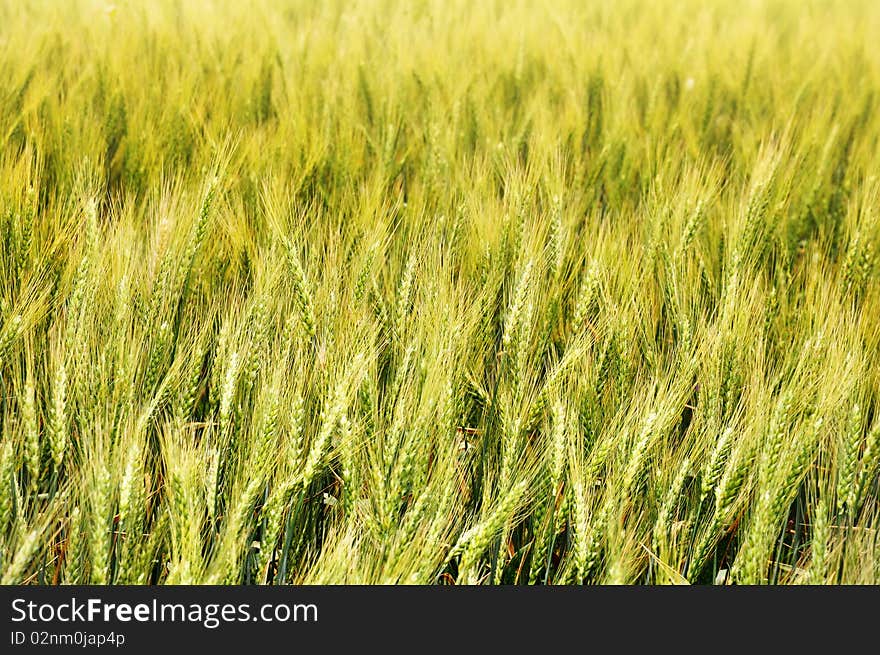 Beautiful wheat field close up