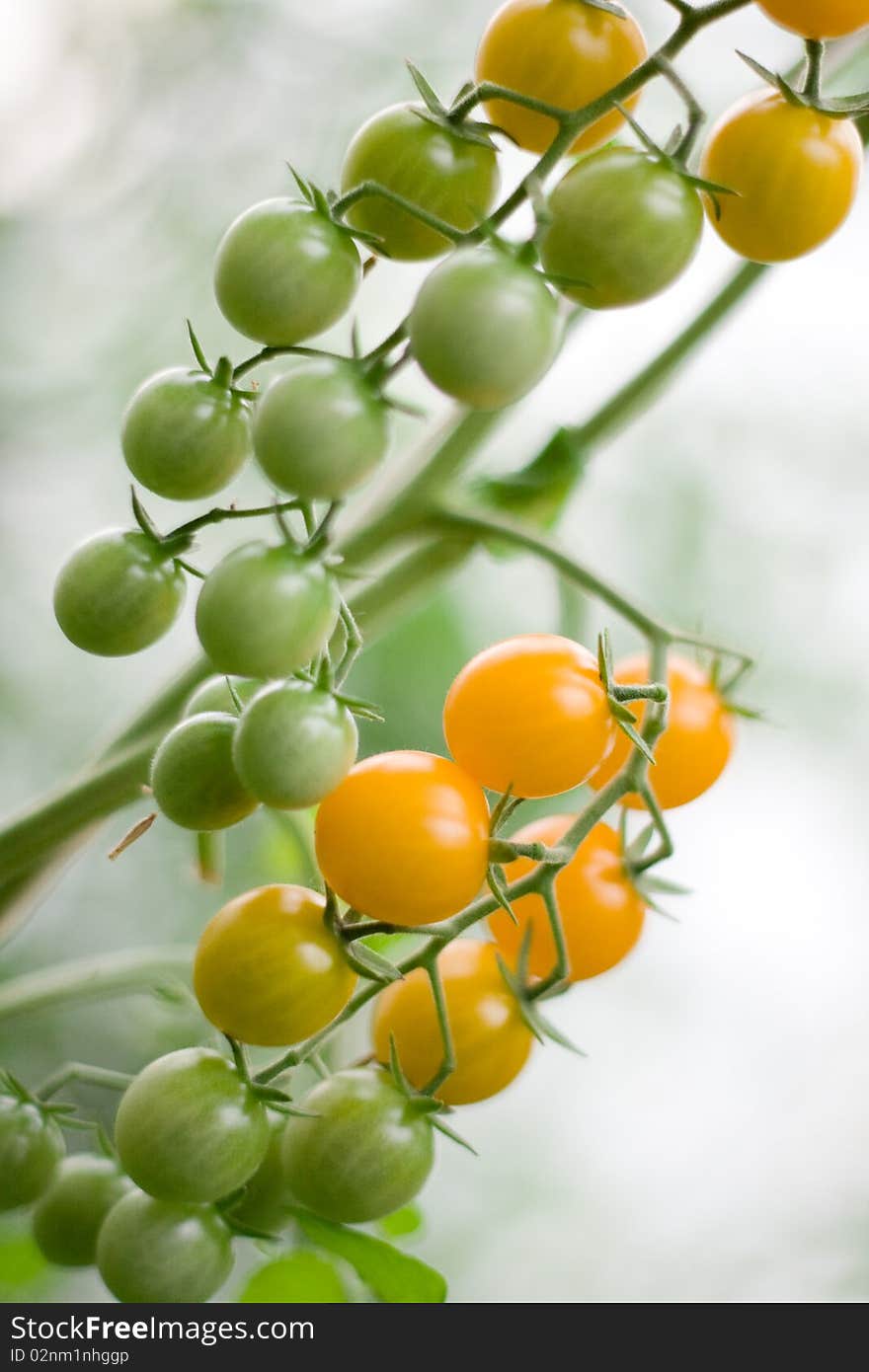 Cherry tomatoes on a brunch