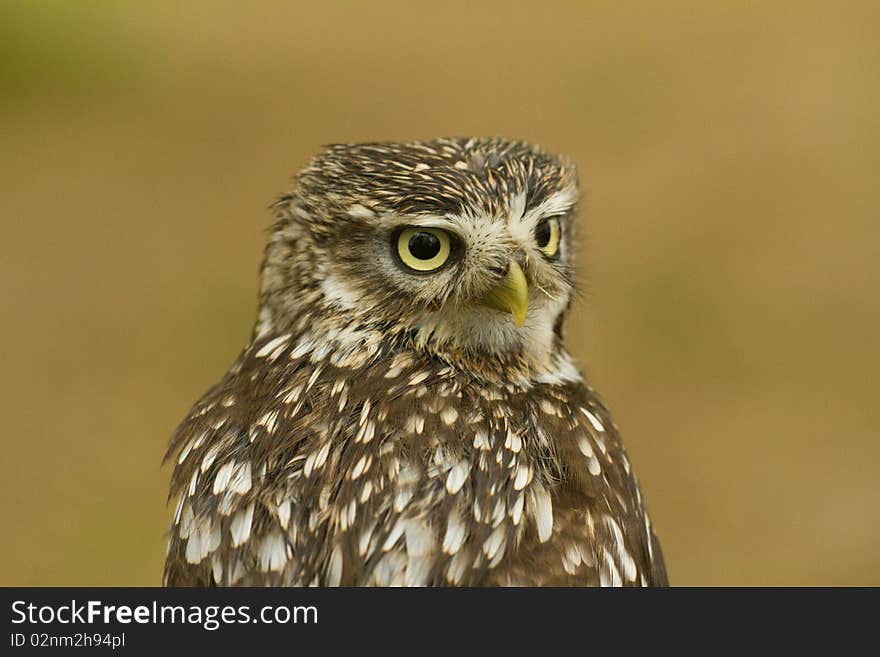 Little Owl from the rear with it's head turned to the side. Little Owl from the rear with it's head turned to the side