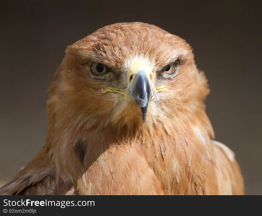 Tawny Eagle Head On