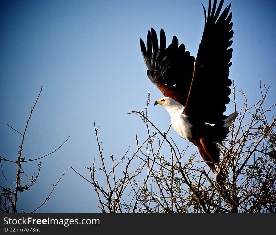 Fish Eagle Taking Off.