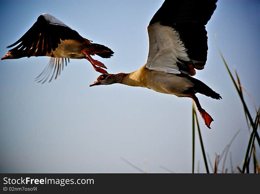 Water Foul on landing...