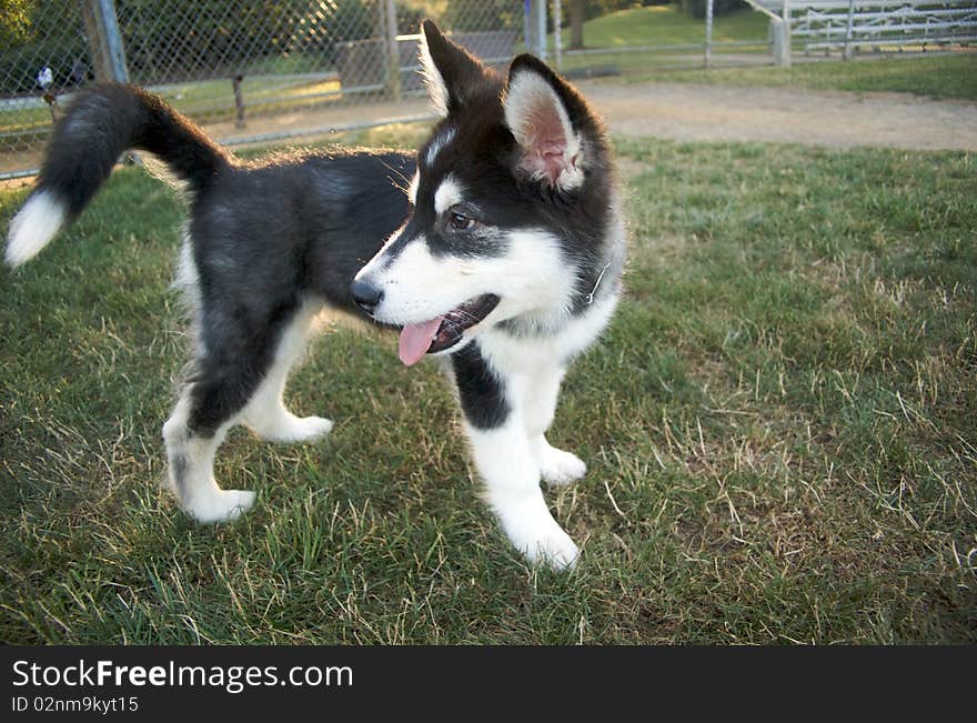 Purebred Malamute Puppy in a baseball field.