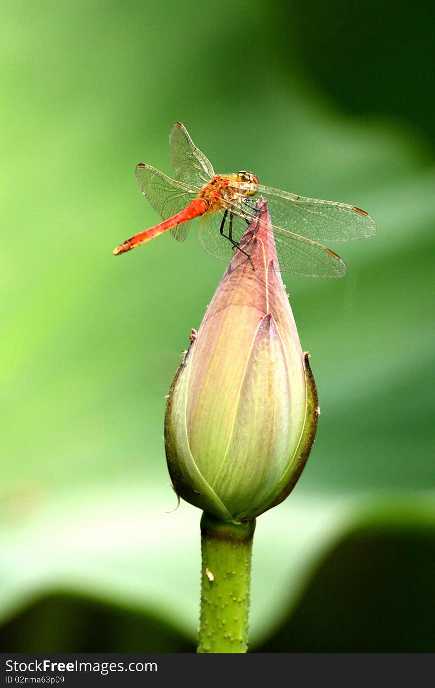 Litte lotus just reveals its little tiny top. dragonfly photo by. Litte lotus just reveals its little tiny top. dragonfly photo by