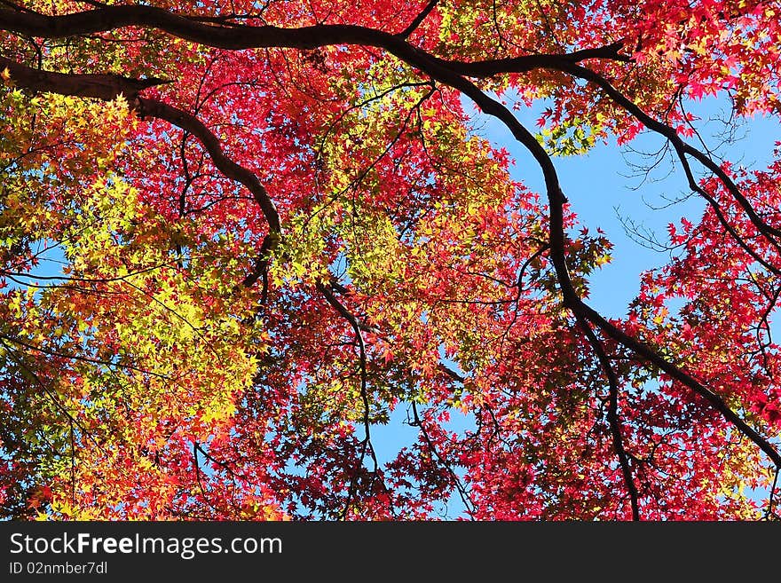 Colorful maple leaves under the sun. Colorful maple leaves under the sun