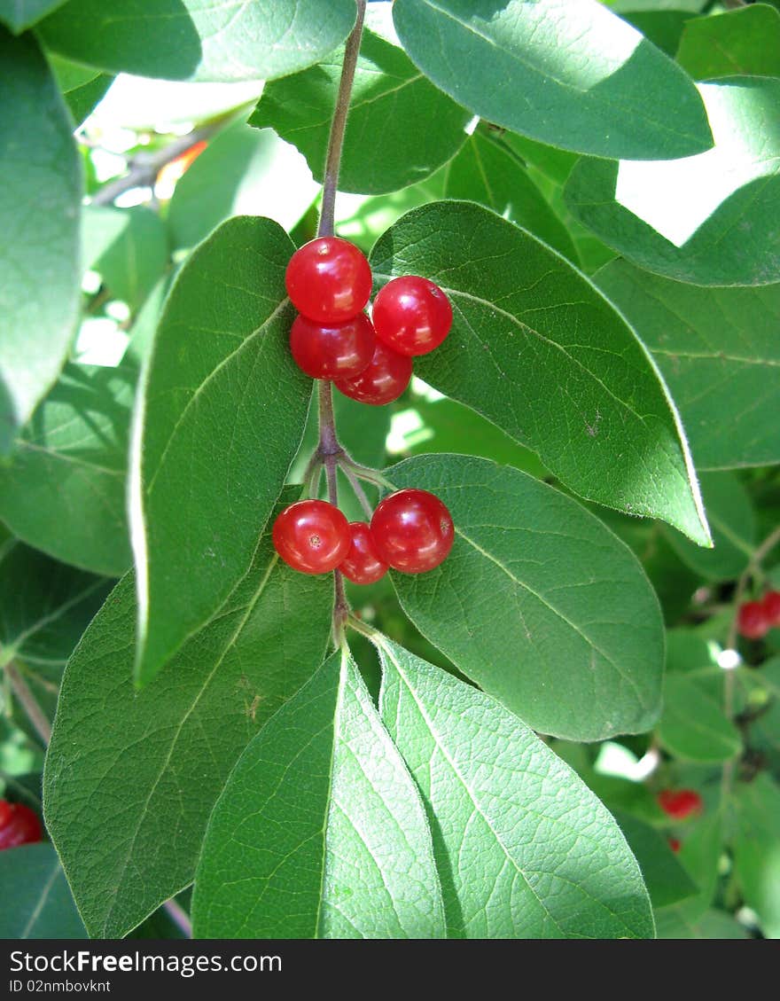 Red berries on a leafy branch