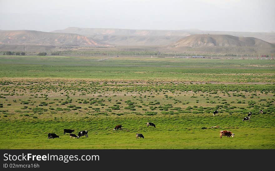 The beautiful grassland with livestock near urumqi,Sinkiang,West China. The beautiful grassland with livestock near urumqi,Sinkiang,West China.