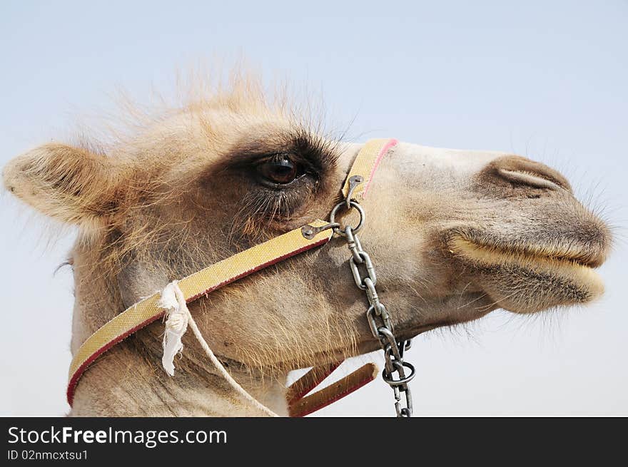 A camel head with halter.