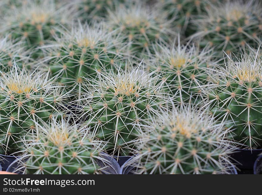 Close up of cactus in pattern