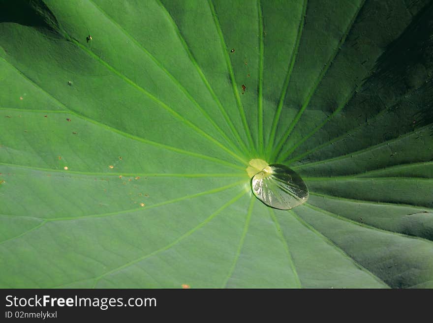 A drop of water on a lotus leaf. A drop of water on a lotus leaf