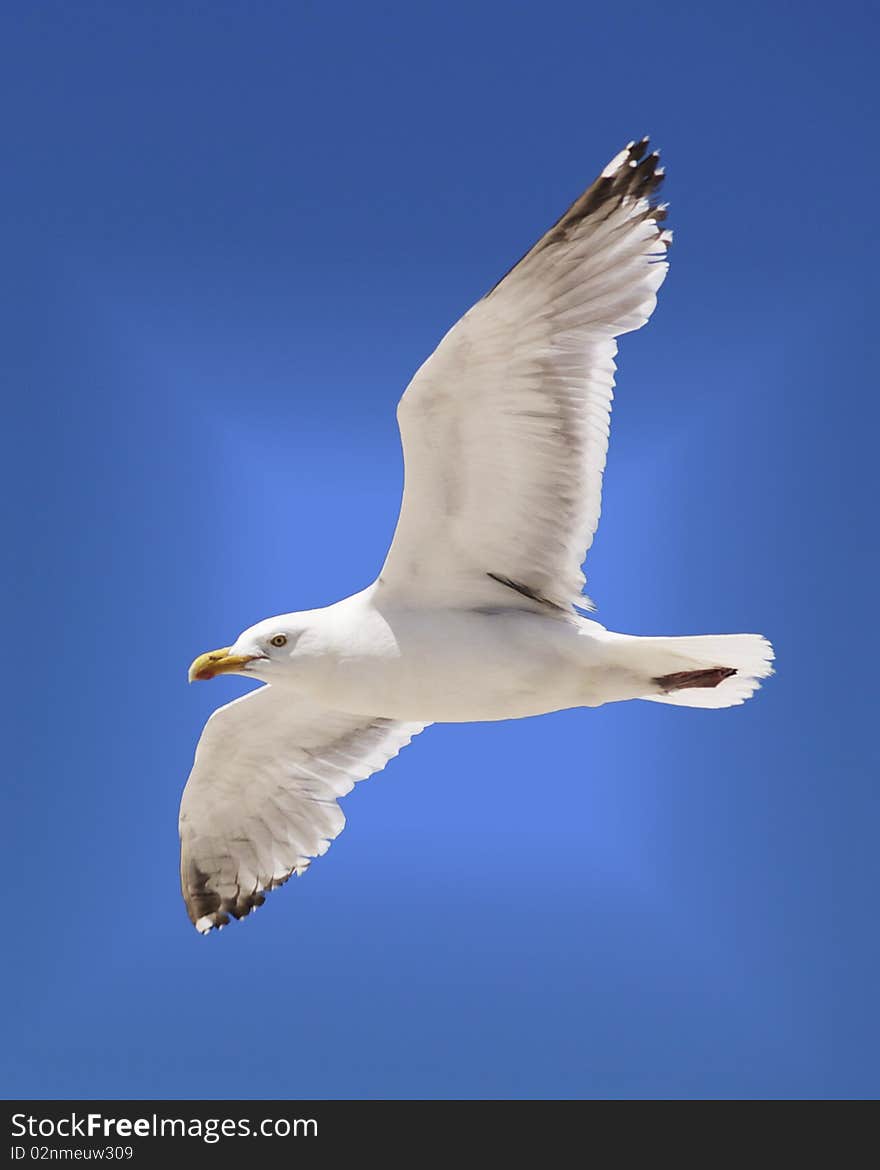 Seagull Soaring