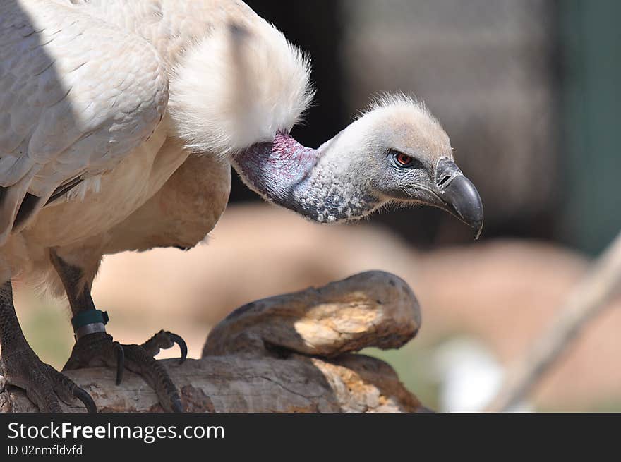 Vulture intensely staring in to the distance. Vulture intensely staring in to the distance