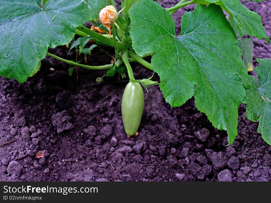 Ovary vegetables orchard crops