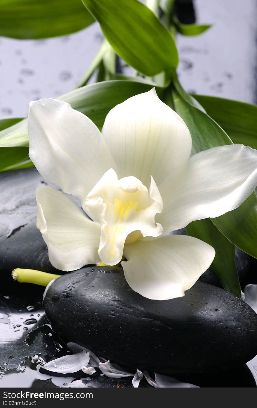 Wet stones and white flower with green leaf. Wet stones and white flower with green leaf