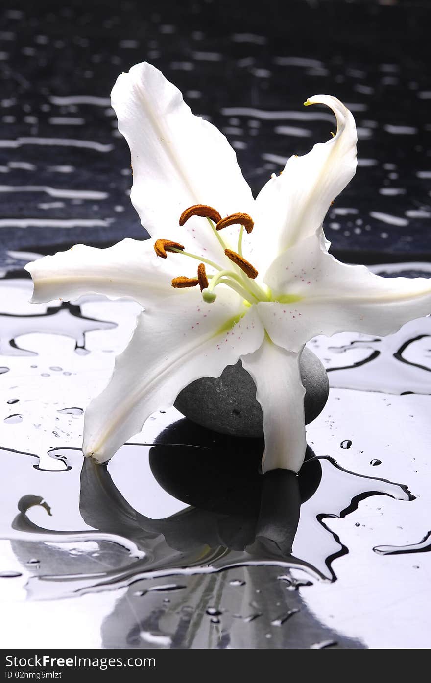 Macro madonna lily and spa stone. Macro madonna lily and spa stone