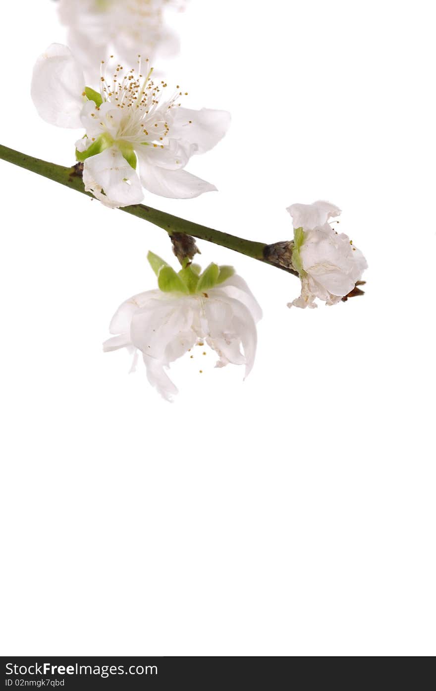 Spring cherry-branch on white background. Spring cherry-branch on white background