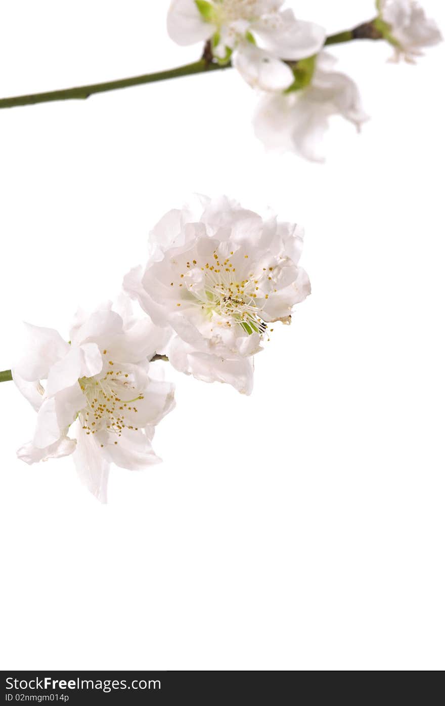 Spring cherry-branch on white background. Spring cherry-branch on white background