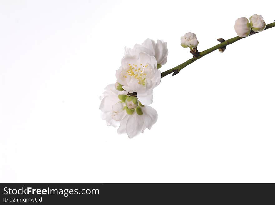 Spring cherry-branch on white background. Spring cherry-branch on white background