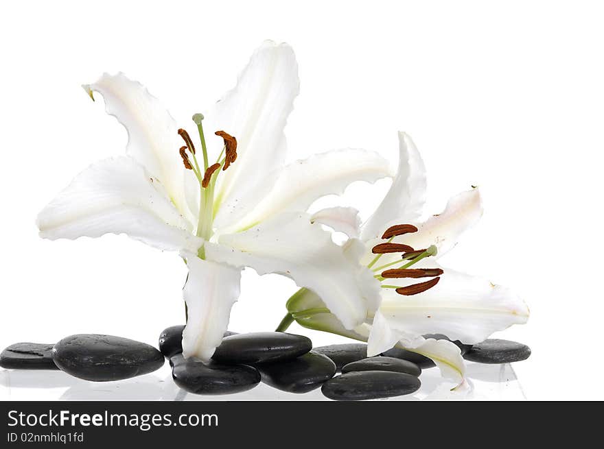 Beautiful Madonna  lily and spa stone. Beautiful Madonna  lily and spa stone