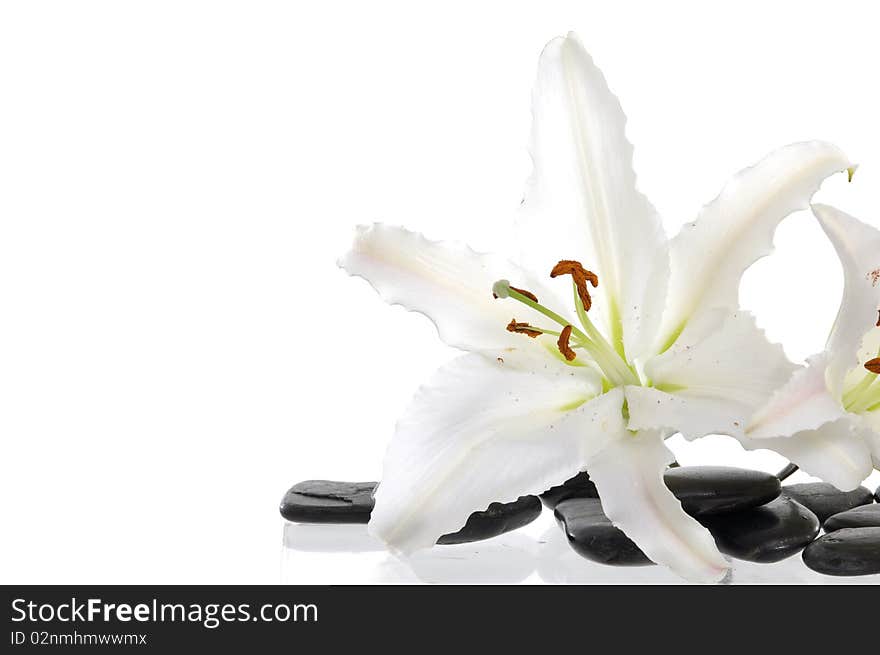 Beautiful Madonna  lily and spa stone. Beautiful Madonna  lily and spa stone