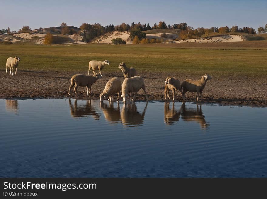 Sheeps by the lake