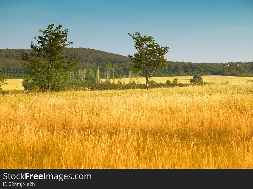 Wheat and blue sky