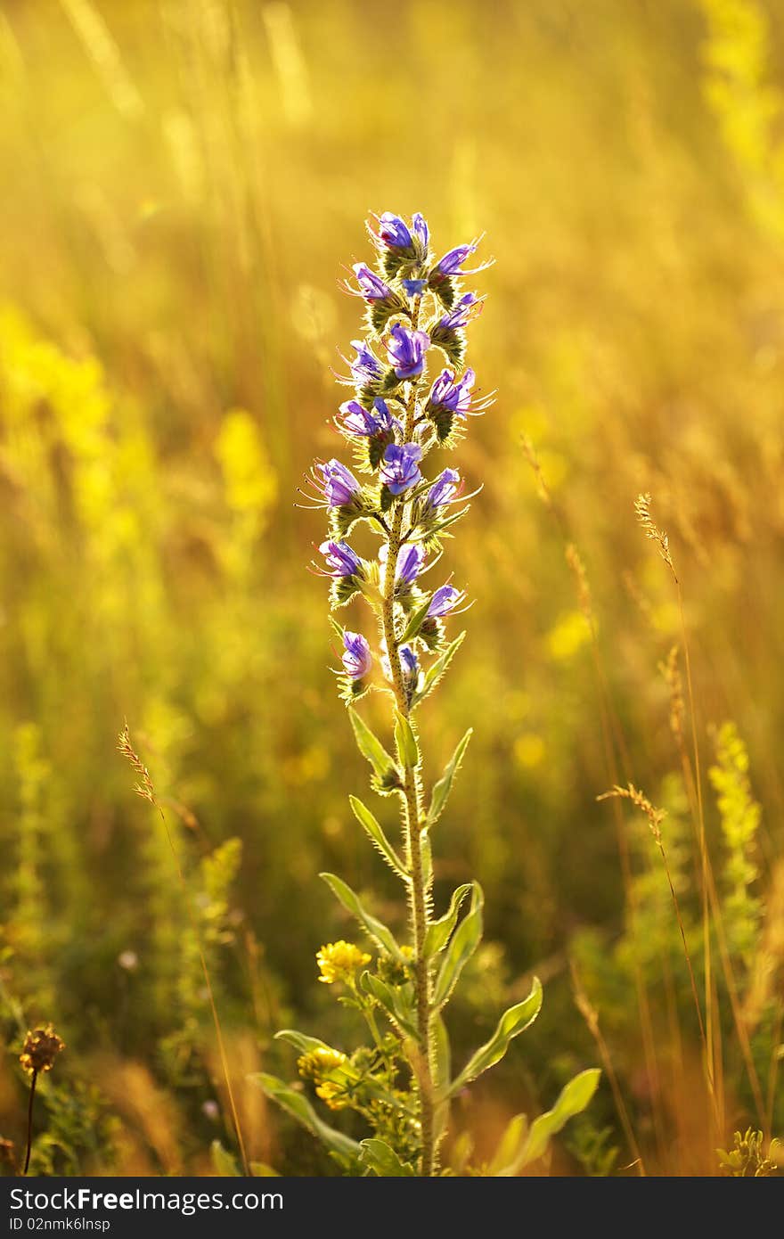 Flower in the sunset