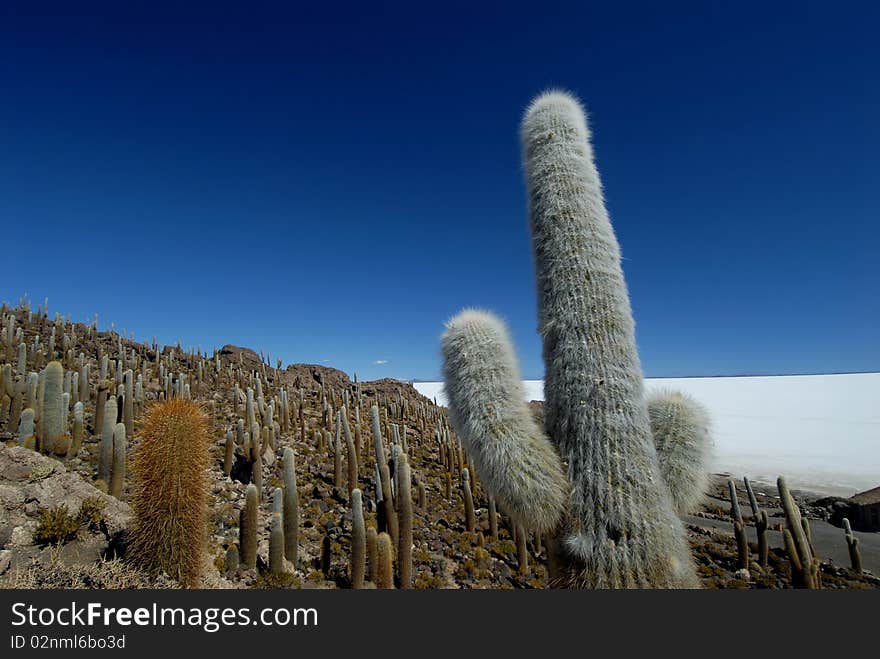 Cactus in Bolivia