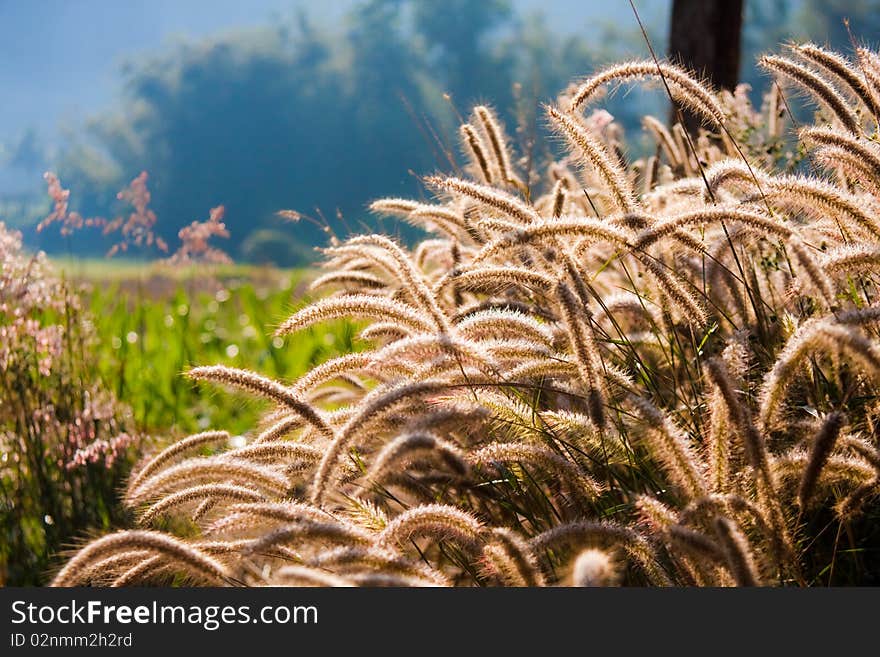 The Grass Flowers