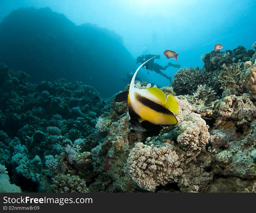 Banner fish with scuba diver in background