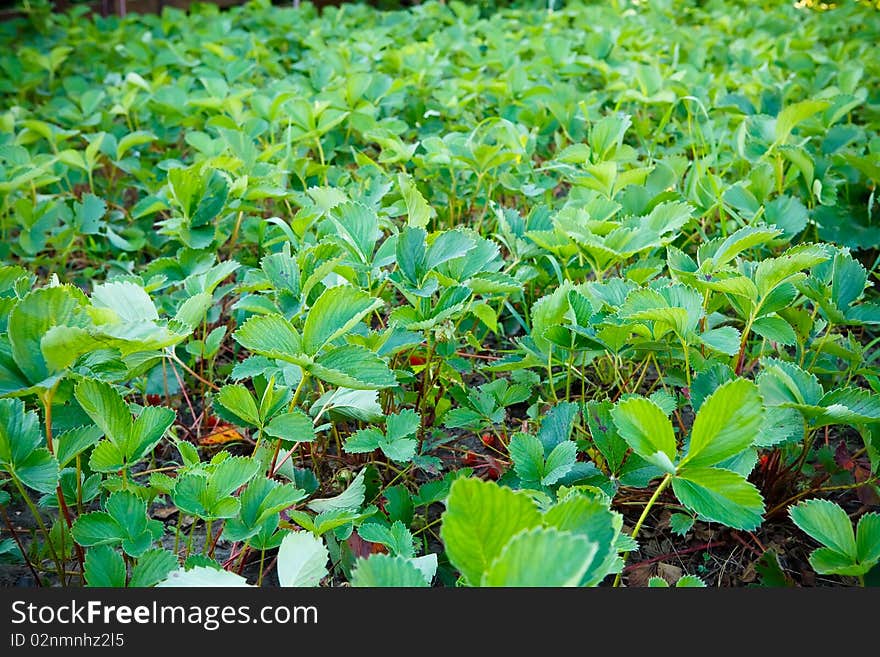 Strawberry field on an organic farm. Strawberry field on an organic farm