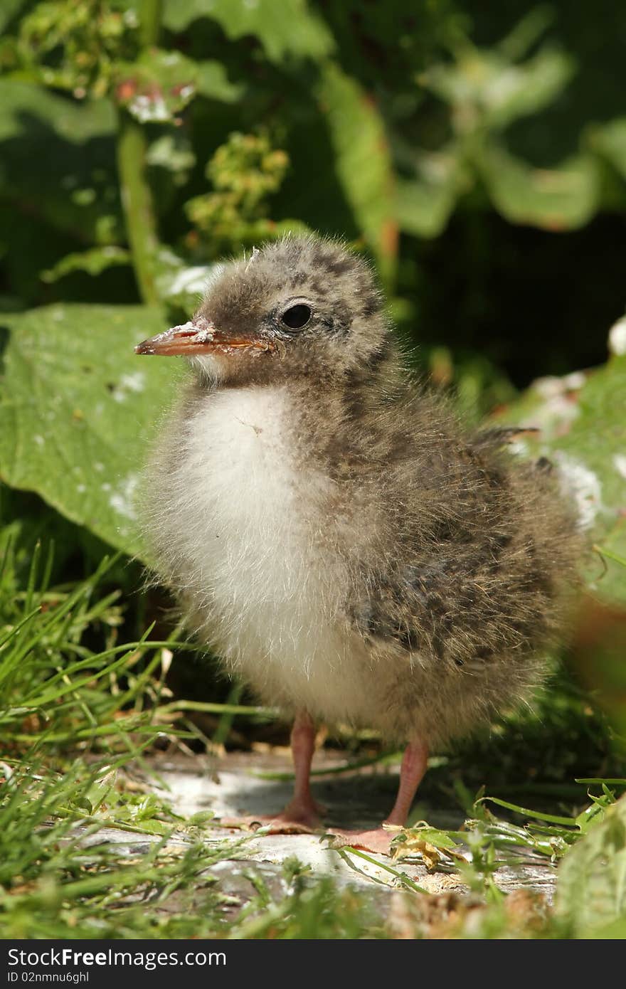 Baby Tern