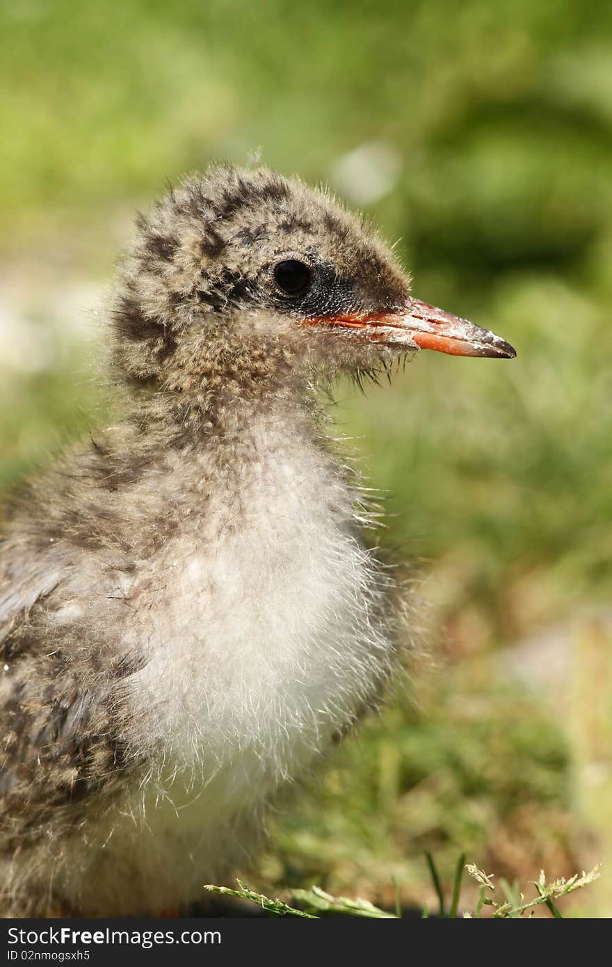 Animals: Close up of a baby tern