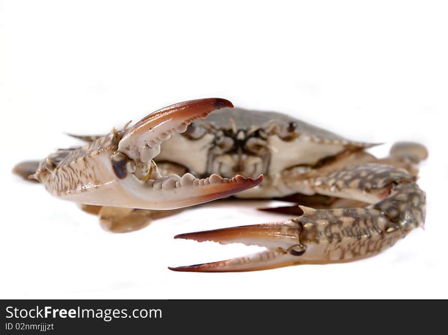 Isolated Fresh Crab on white background