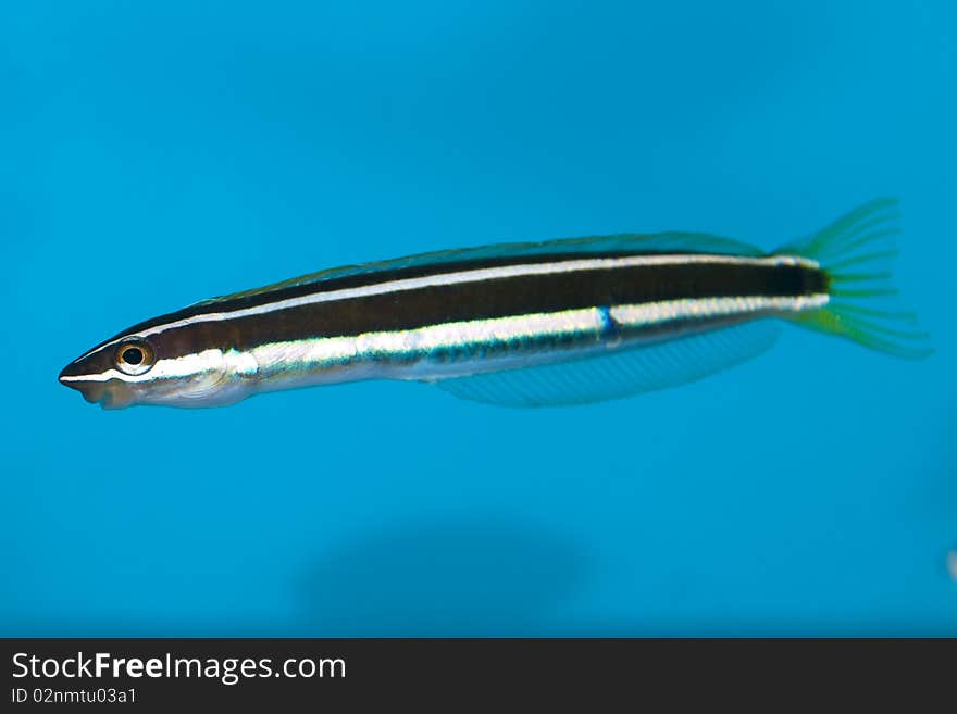 Stripped Fish in Aquarium