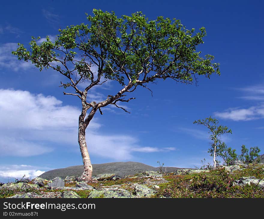 Wild landscape with one big tree on hill