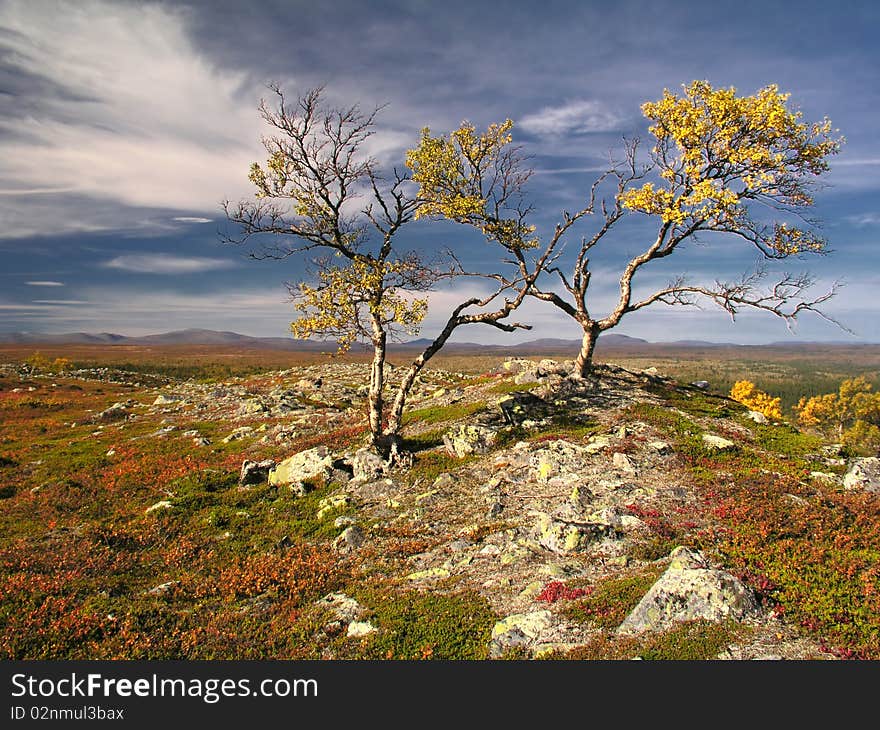 Colorful autumn landscape with trees and blue sky