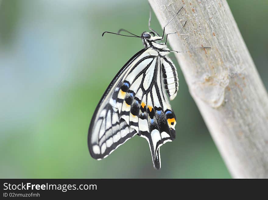 Papilio Butterfly