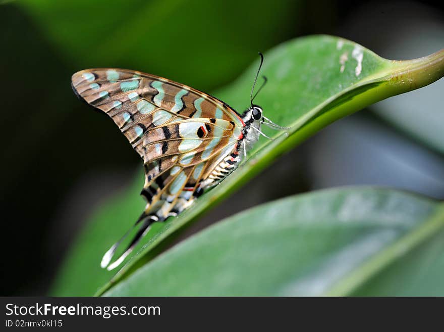 Papilio Butterfly