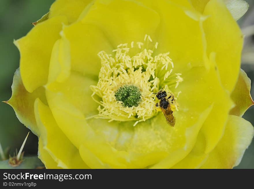 Insect on a cactus flower