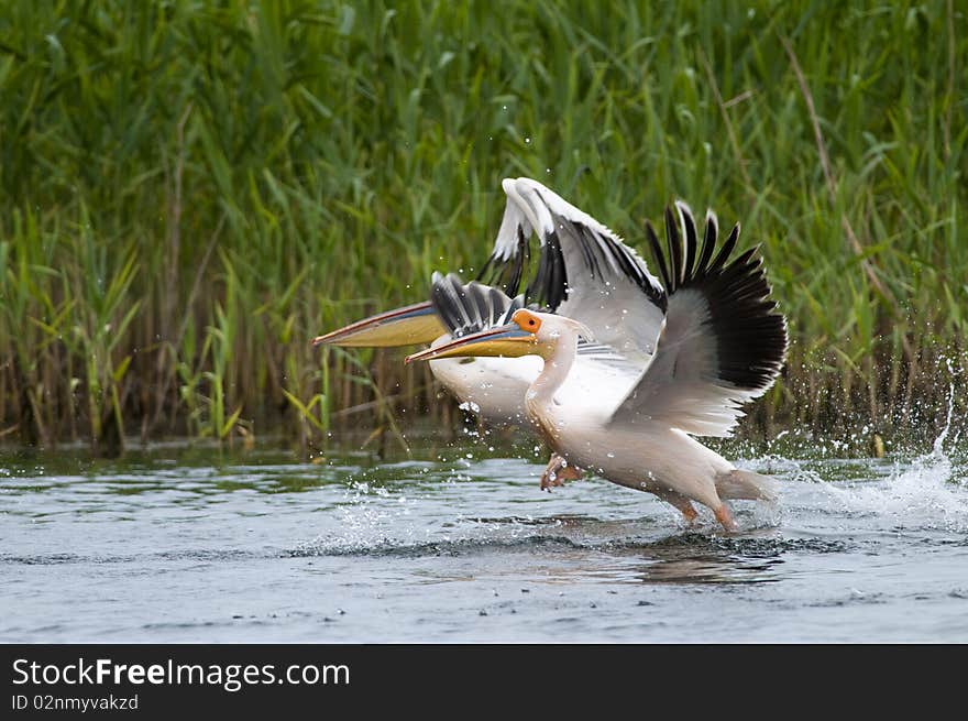 White Pelicans Taking Off